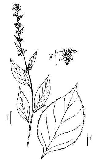 image of Solidago flexicaulis, Zigzag Goldenrod, Broadleaf Goldenrod