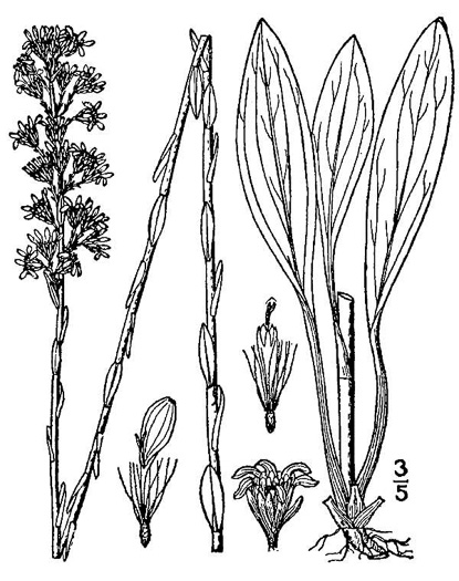 drawing of Solidago virgata, Southern Wand Goldenrod