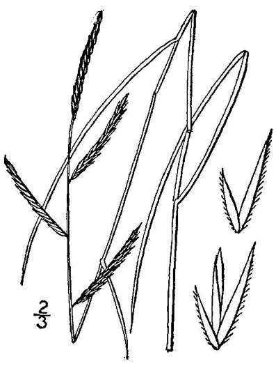 image of Spartina patens, Small Saltmeadow Cordgrass, Salt Hay, Marsh-hay Cordgrass