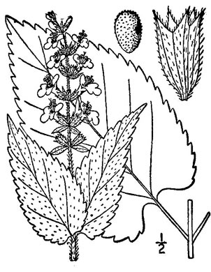 drawing of Stachys cordata, Heart-leaved Hedgenettle