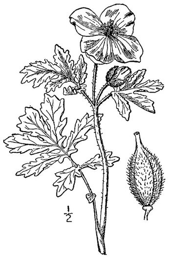 image of Stylophorum diphyllum, Celandine-poppy, Woods-poppy