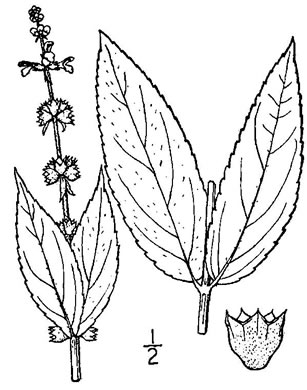 image of Stachys latidens, Broadtooth Hedgenettle