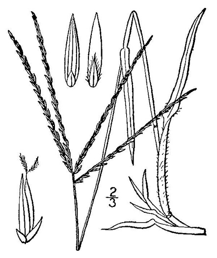 image of Digitaria sanguinalis, Hairy Crabgrass, Northern Crabgrass