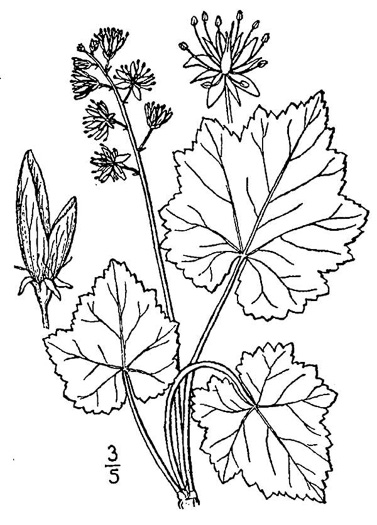 image of Tiarella cordifolia, Piedmont Foamflower, Heartleaf Foamflower