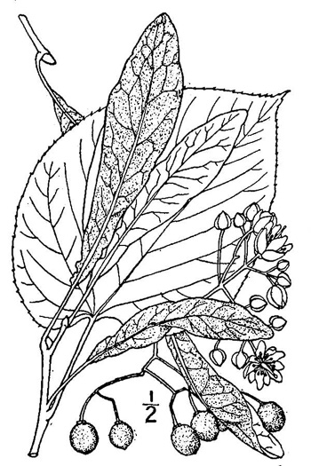 image of Tilia americana var. heterophylla, Mountain Basswood, White Basswood