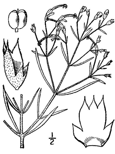 drawing of Trichostema setaceum, Narrowleaf Blue Curls