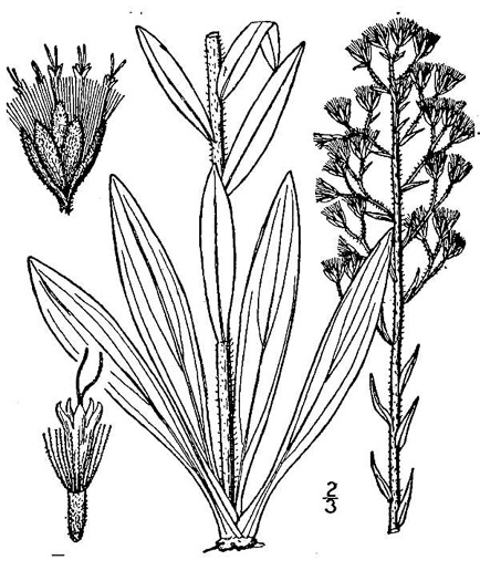 image of Trilisa paniculata, Deer's-tongue, Hairy Chaffhead, Panicled Chaffhead, Trilisa