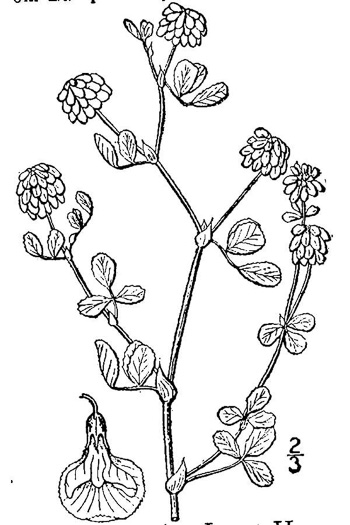 image of Trifolium campestre, Hop Clover, Low Hop Clover, Field Clover