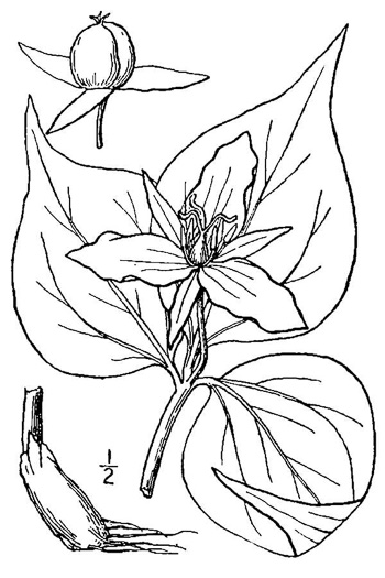 image of Trillidium undulatum, Painted Trillium, Striped Wake-robin