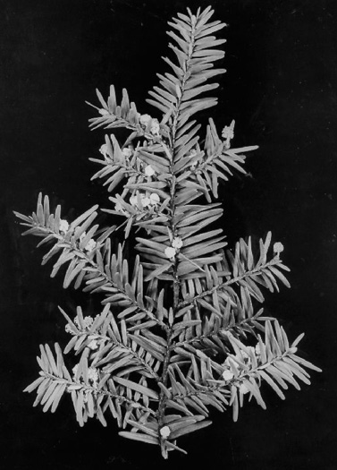 image of Tsuga canadensis, Eastern Hemlock, Canada Hemlock, Spruce Pine, Hemlock Spruce