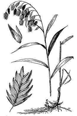 image of Chasmanthium latifolium, River Oats, Northern Sea Oats, Fish-on-a-stringer, Indian Woodoats