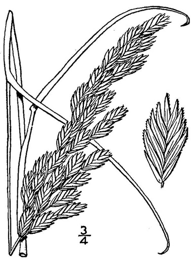 image of Uniola paniculata, Sea Oats