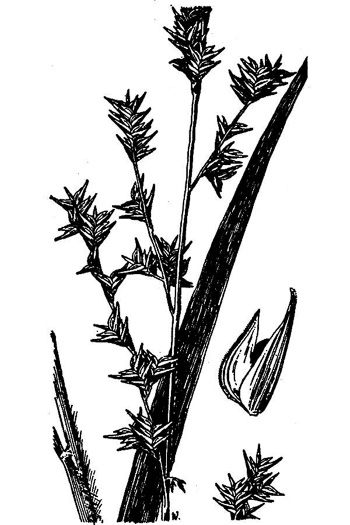 image of Chasmanthium sessiliflorum var. sessiliflorum, Longleaf Woodoats, Longleaf Spikegrass, Upland Oats