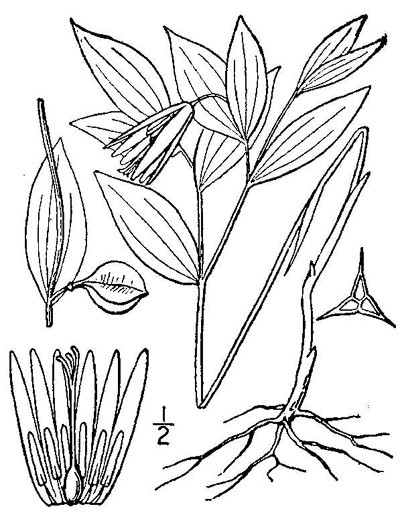 image of Uvularia sessilifolia, Wild-oats, Sessile-leaf Bellwort, Straw-lily