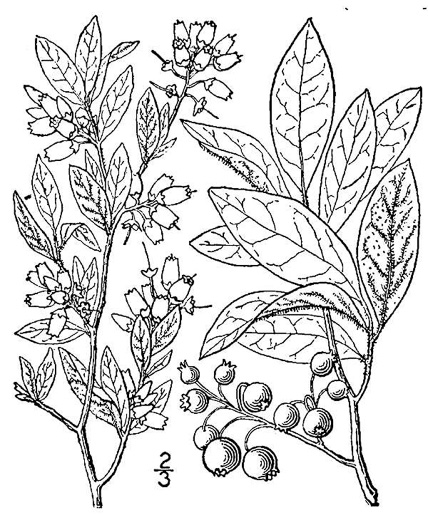 image of Vaccinium fuscatum, Hairy Highbush Blueberry, Black Highbush Blueberry