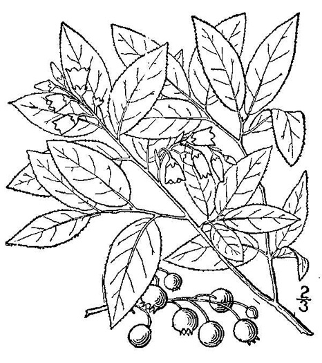 image of Vaccinium pallidum, Hillside Blueberry, Dryland Blueberry, Upland Low Blueberry, Lowbush Blueberry