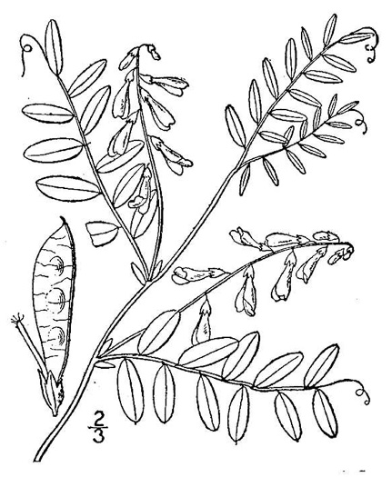 image of Vicia caroliniana, Carolina Vetch, Wood Vetch, Pale Vetch