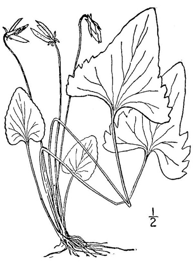 image of Viola sagittata, Arrowleaf Violet, Arrowhead Violet