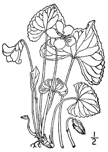 image of Viola sororia var. sororia, Dooryard Violet, Confederate Violet, Common Blue Violet