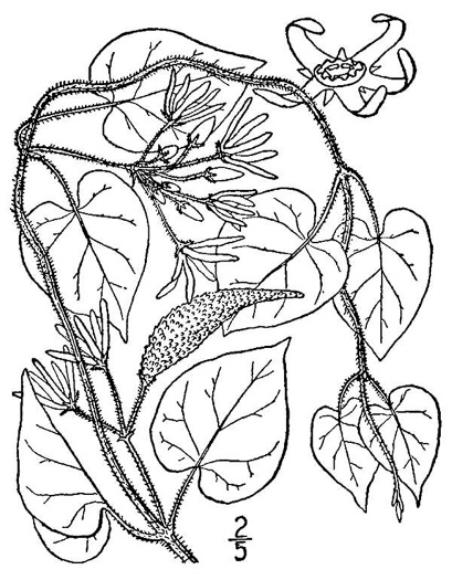 image of Matelea obliqua, Northern Spinypod, Limerock Milkvine, Climbing Milkvine