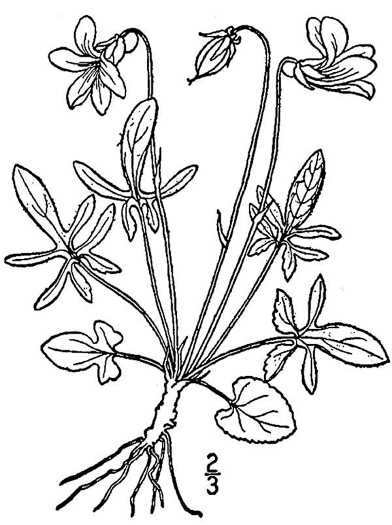 image of Viola septemloba, Southern Coastal Violet, Cleft-leaved Violet