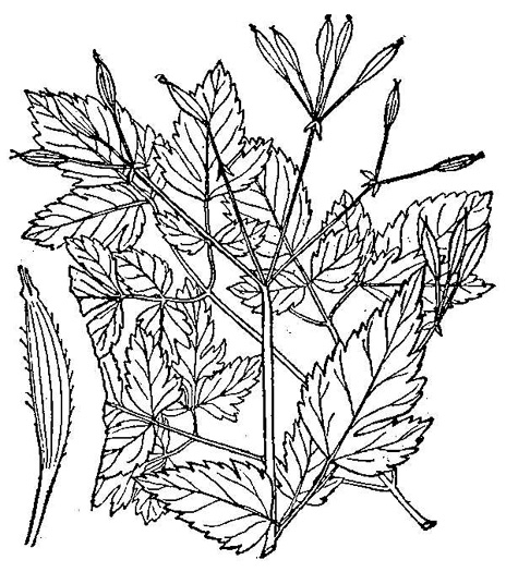 image of Osmorhiza longistylis, Aniseroot, Smooth Sweet Cicely, Longstyle Sweet-cicely