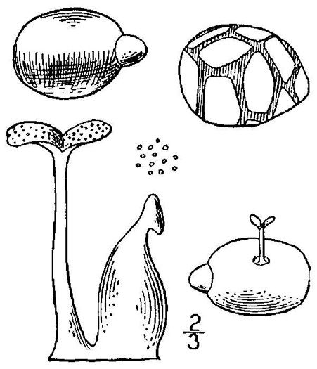 image of Wolffia columbiana, Colombian Watermeal