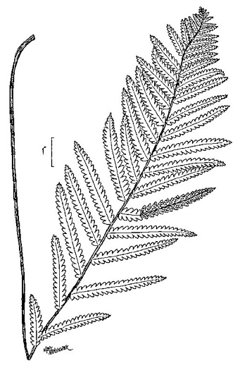 image of Anchistea virginica, Virginia Chain-fern