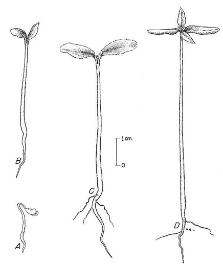 image of Zanthoxylum americanum, Northern Toothache Tree, Northern Prickly-ash