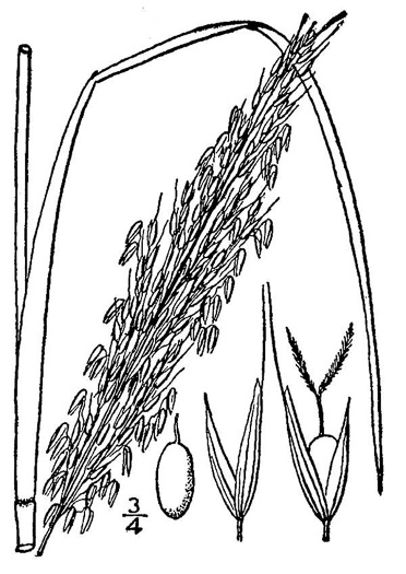 image of Zizaniopsis miliacea, Southern Wild-rice, Water-millet, Giant Cutgrass