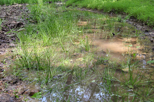 image of Isoetes engelmannii, Engelmann's Quillwort, Appalachian Quillwort