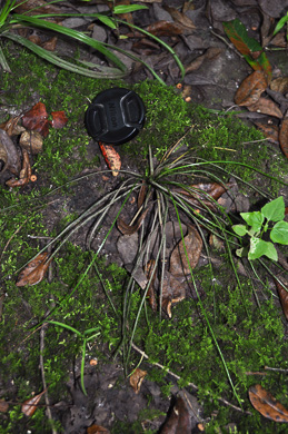 image of Isoetes hyemalis, Wintergreen Quillwort, Winter Quillwort, evergreen quillwort