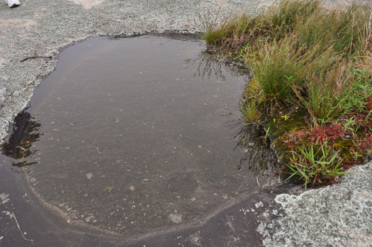 image of Isoetes melanospora, Black-spored Quillwort