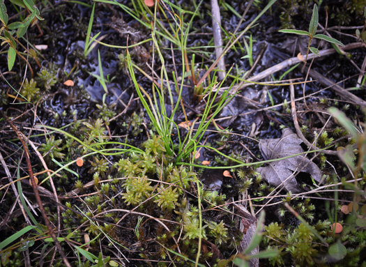 image of Isoetes piedmontana, Piedmont Quillwort