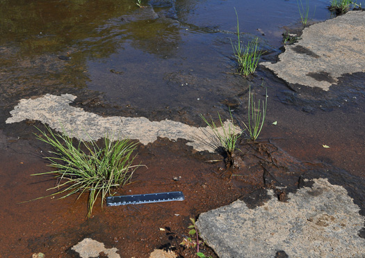 image of Isoetes piedmontana, Piedmont Quillwort