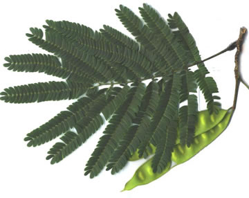 petiole