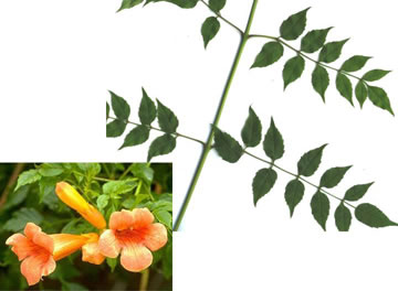 image of Campsis radicans, Trumpetcreeper, Trumpet Vine, Cow-Itch Vine