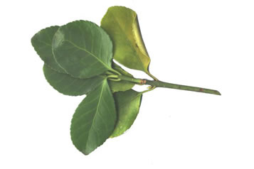 image of Euonymus japonicus, Japanese Spindle-tree, Japanese Euonymus