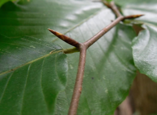 image of Fagus grandifolia +, American Beech