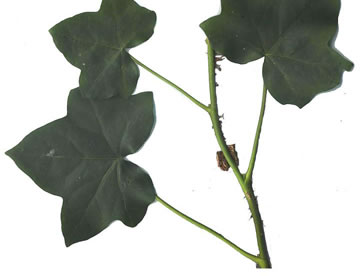 image of Hedera helix var. helix, English Ivy, Common Ivy