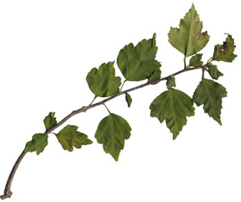 image of Hibiscus syriacus, Rose-of-Sharon, Althea