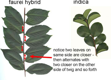 image of Lagerstroemia indica, Crape-myrtle