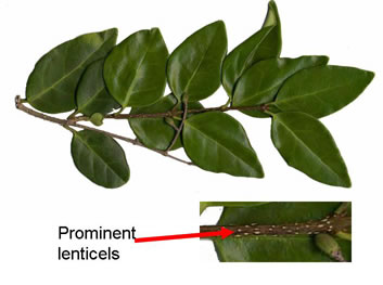 lenticel