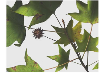 image of Liquidambar styraciflua, Sweetgum