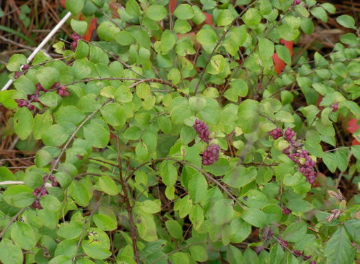 image of Symphoricarpos orbiculatus, Coralberry, Indian Currant, Buckbrush