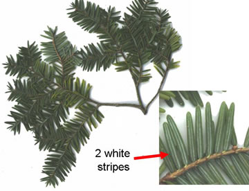 image of Tsuga canadensis, Eastern Hemlock, Canada Hemlock, Spruce Pine, Hemlock Spruce