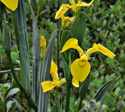 image of Iris pseudacorus, Yellow Flag, Water Flag, Yellow Iris