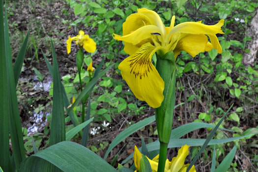 image of Iris pseudacorus, Yellow Flag, Water Flag, Yellow Iris