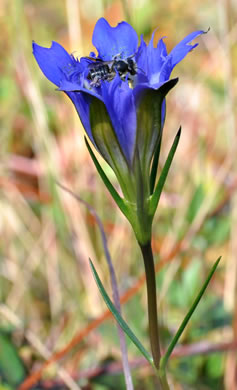 image of Gentiana autumnalis, Pinebarren Gentian, Autumn Gentian