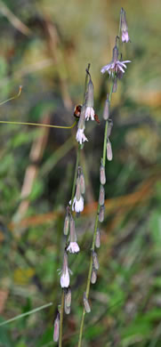 panicle